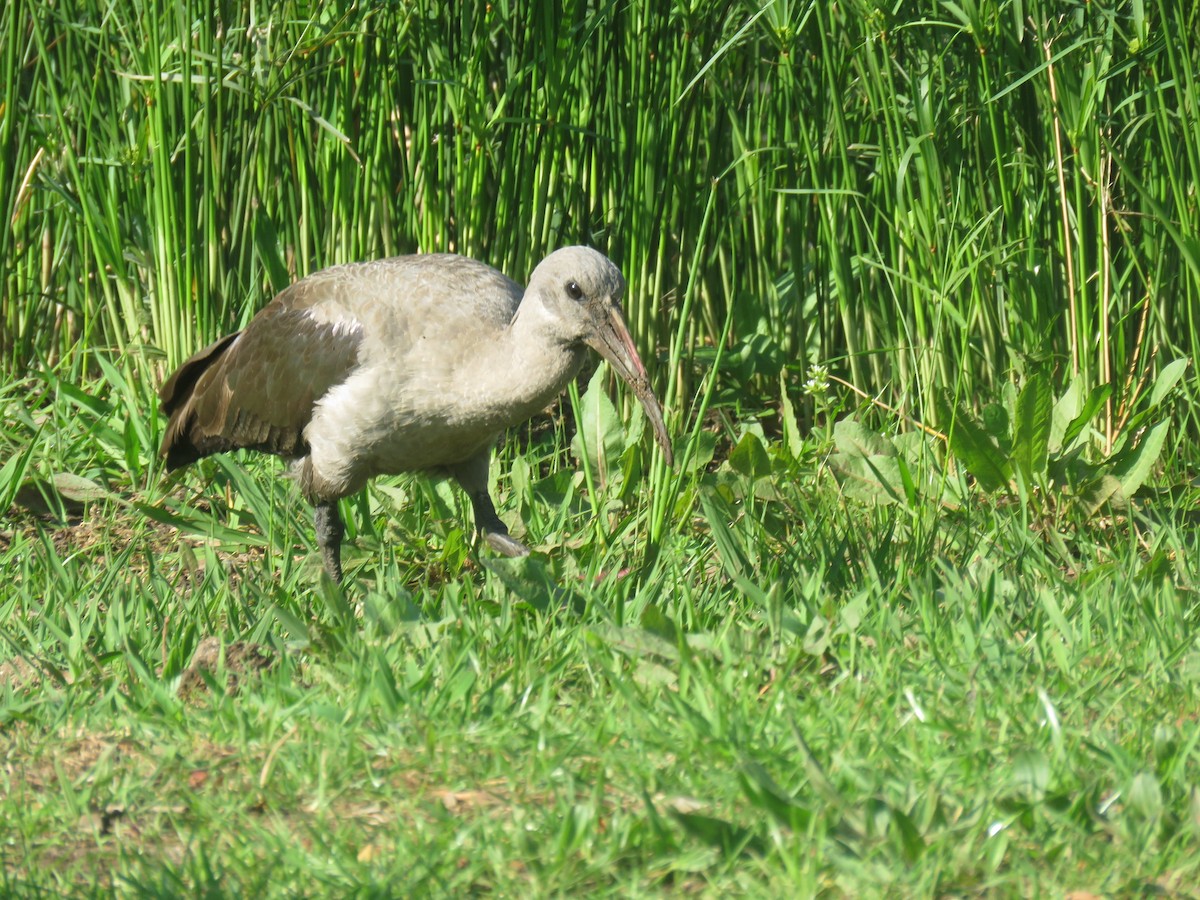 Ibis Hadada - ML624119893