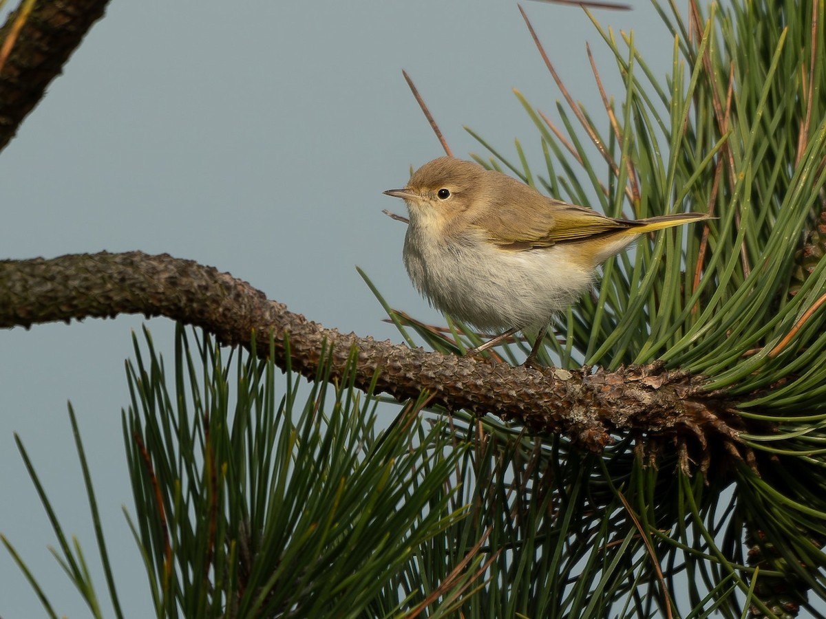 Western Bonelli's Warbler - Martyn Wilson