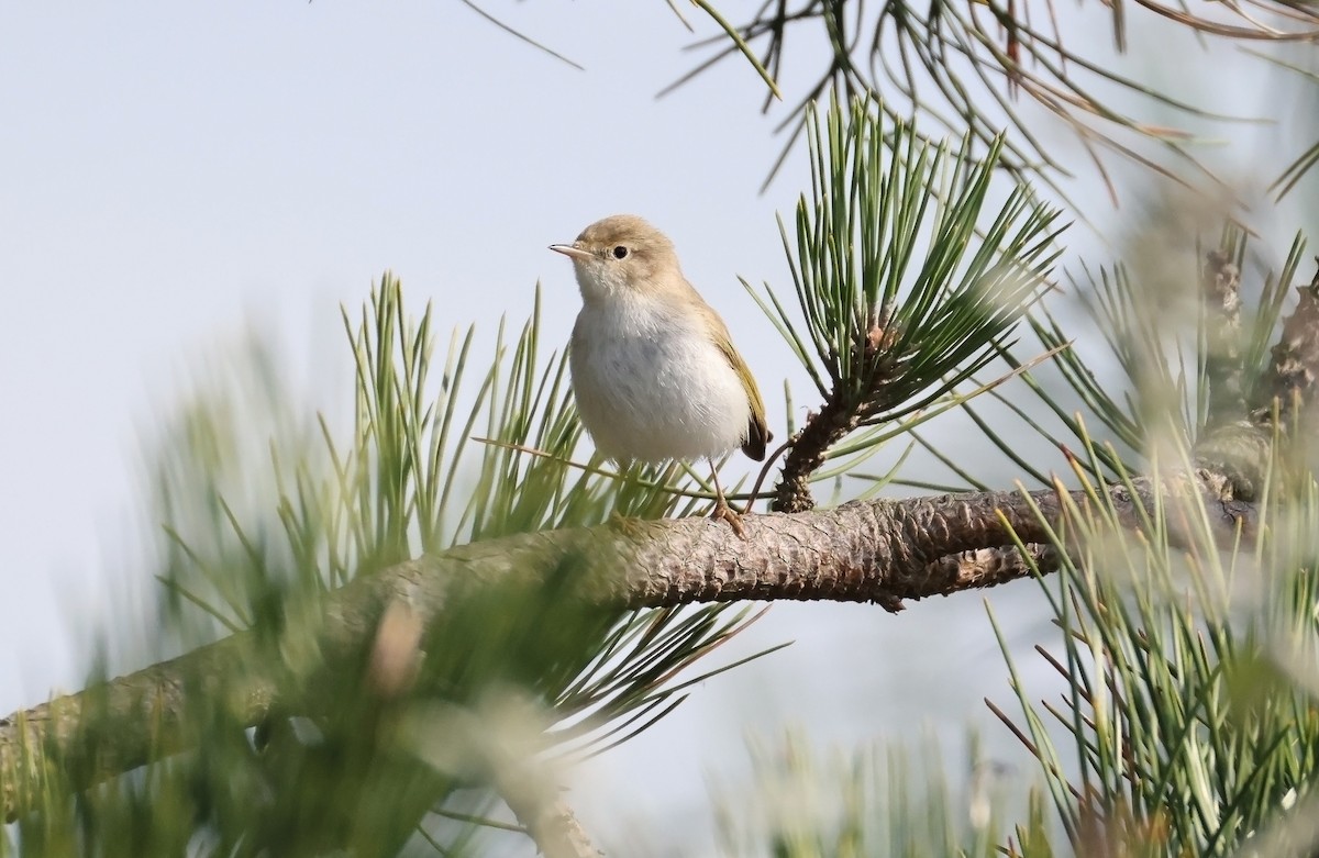 Western Bonelli's Warbler - ML624119904