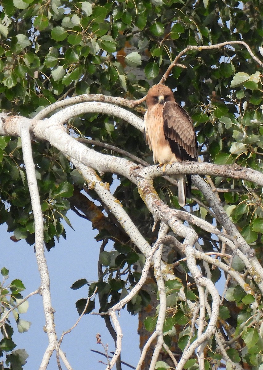 Booted Eagle - ML624119908