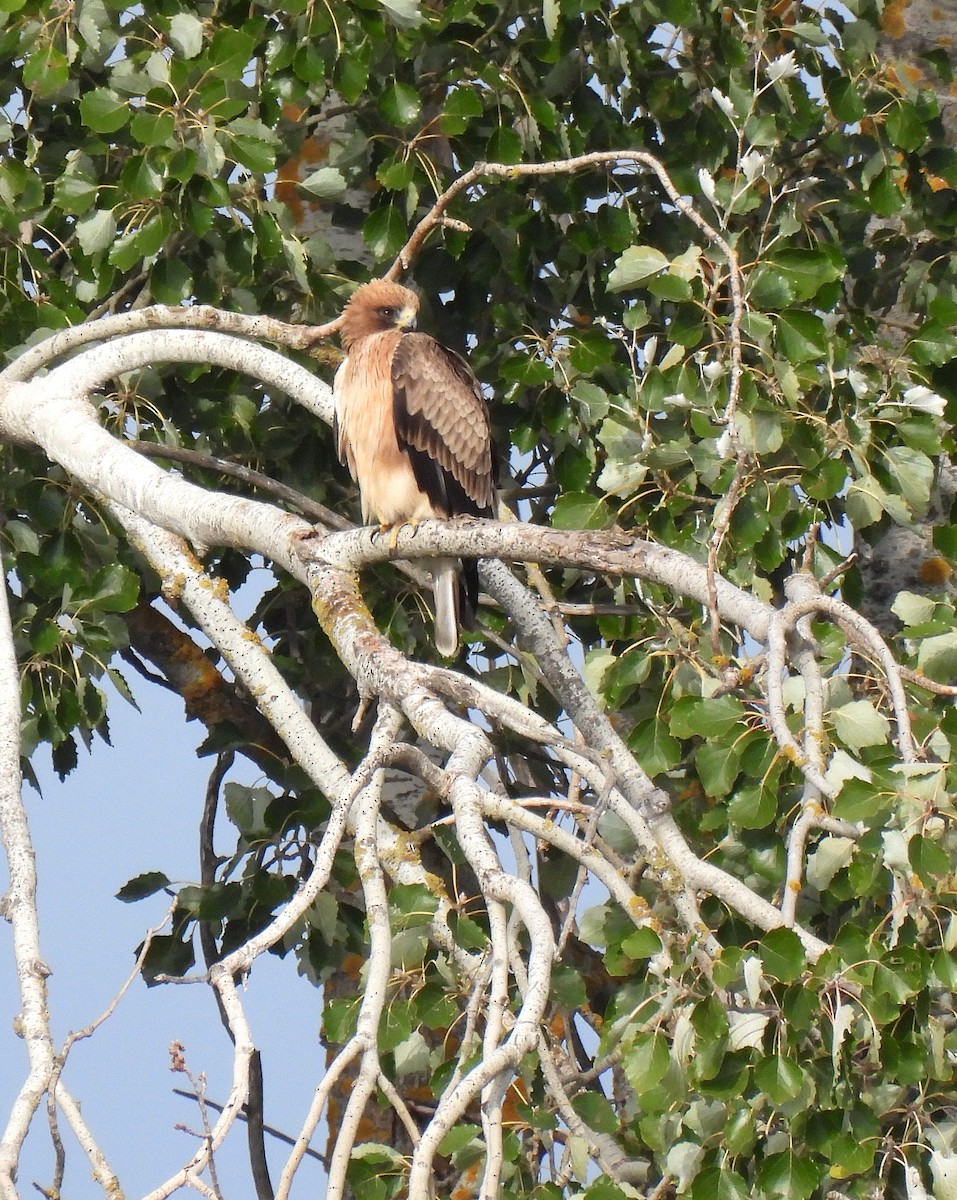 Booted Eagle - ML624119909