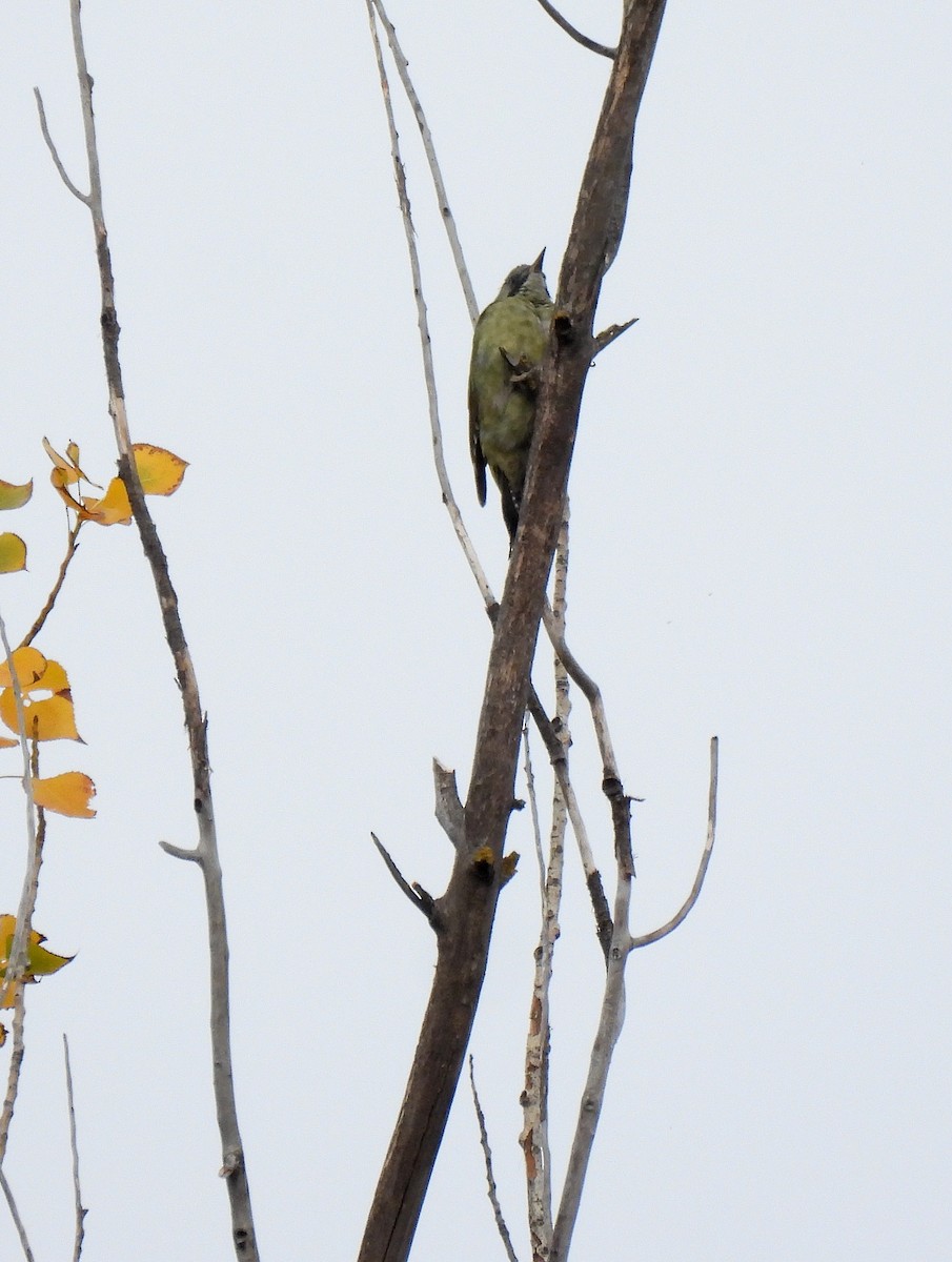 Iberian Green Woodpecker - ML624119923
