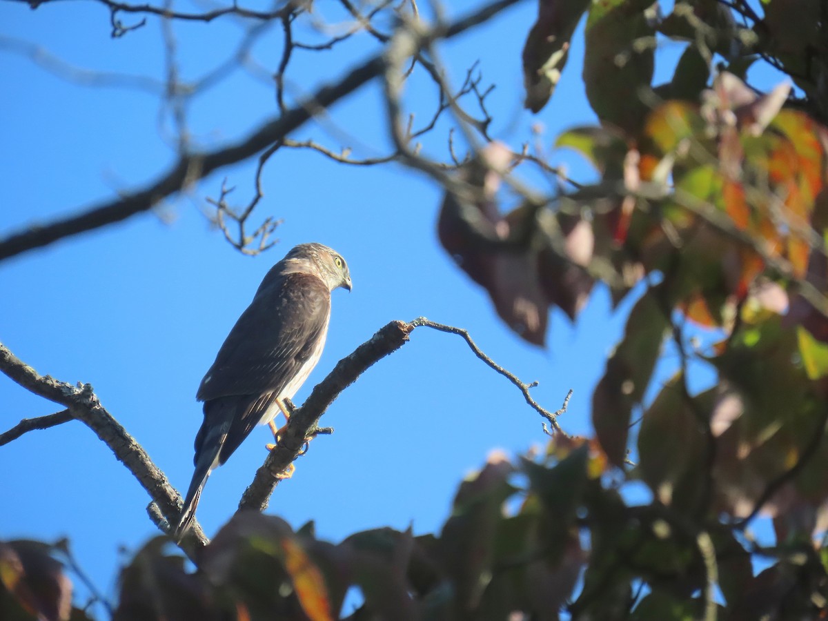 Sharp-shinned Hawk - ML624119936