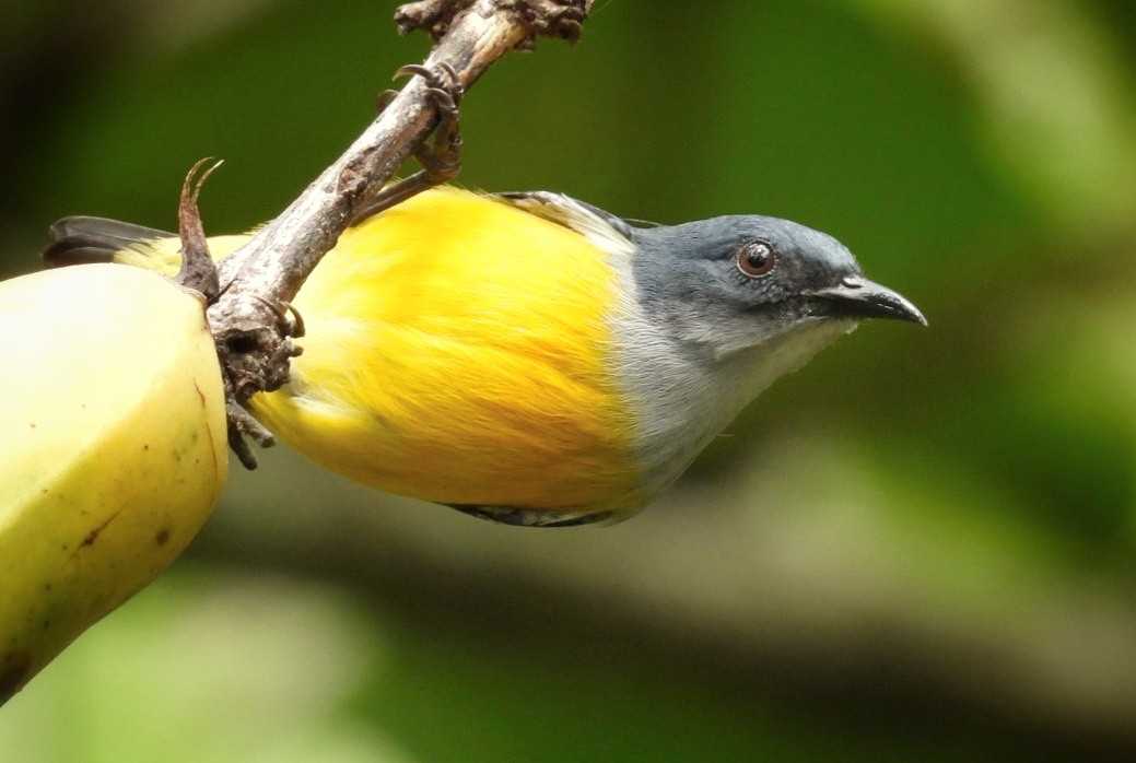 Orange-bellied Flowerpecker - ML624119940