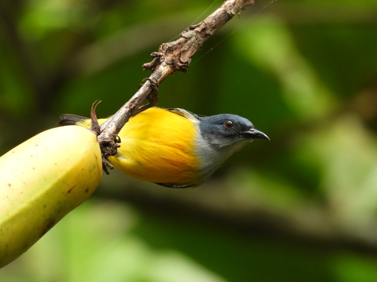 Orange-bellied Flowerpecker - ML624119941