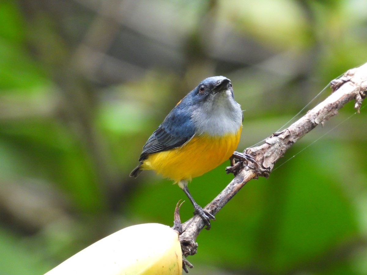 Orange-bellied Flowerpecker - ML624119942