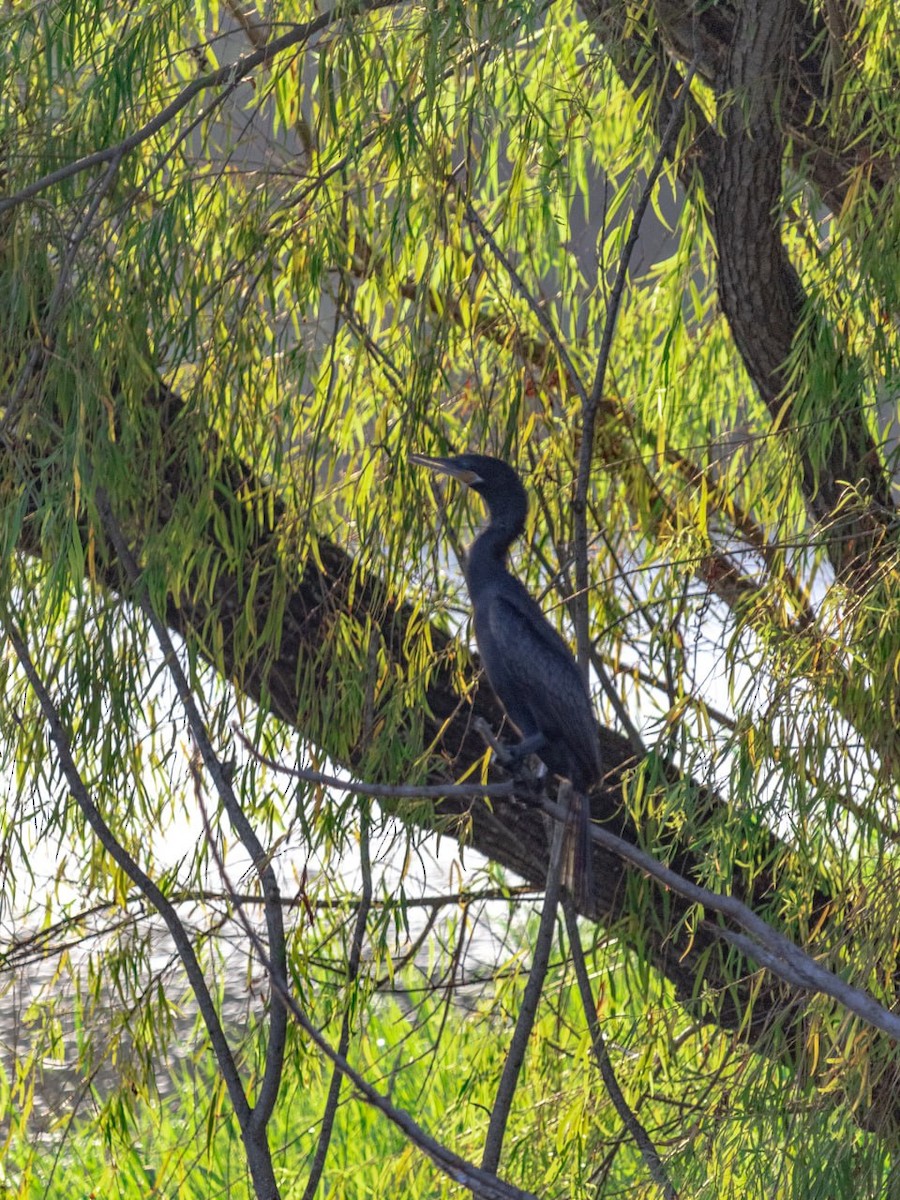 Neotropic Cormorant - ML624119945