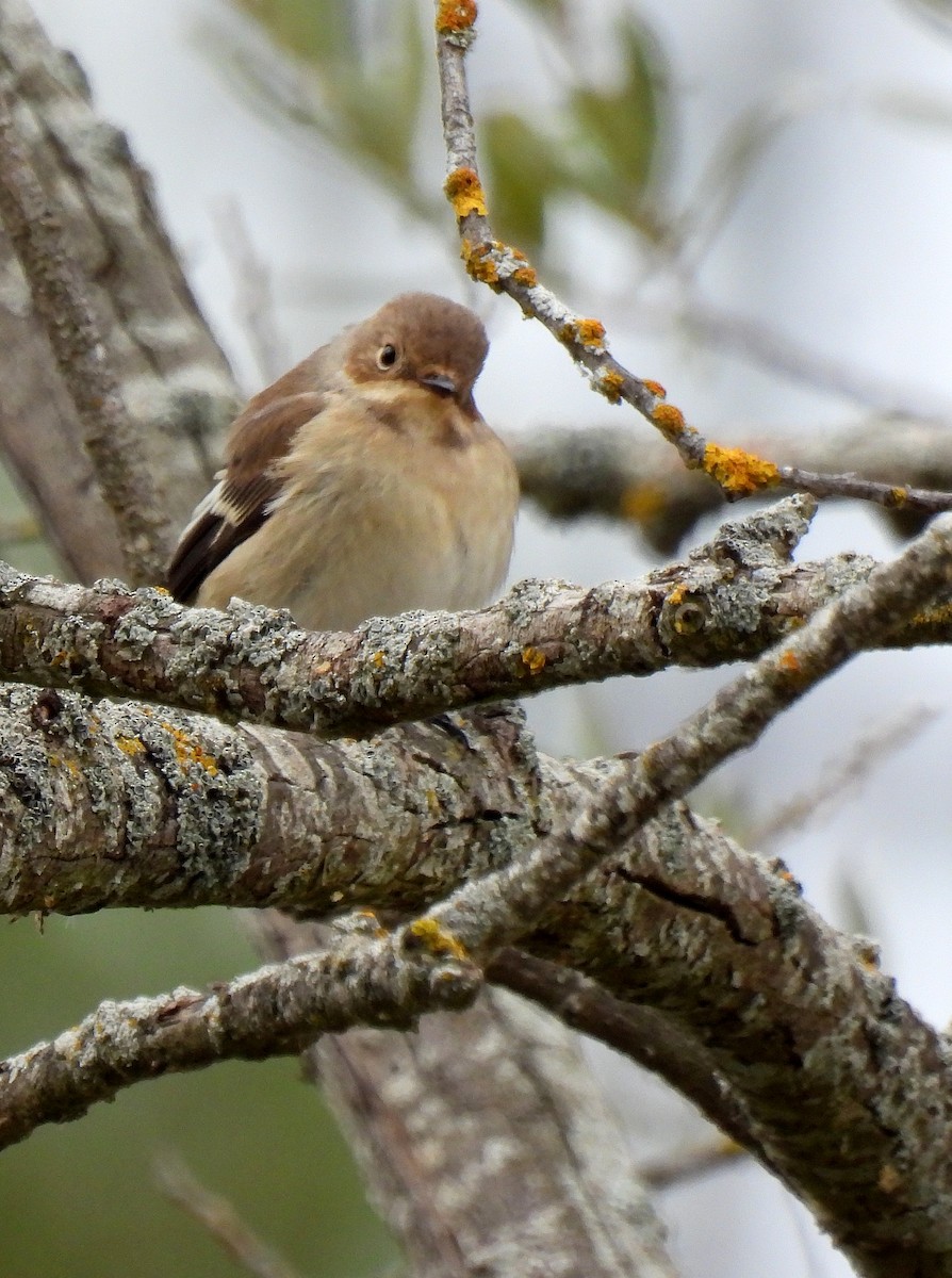 European Pied Flycatcher - ML624119946