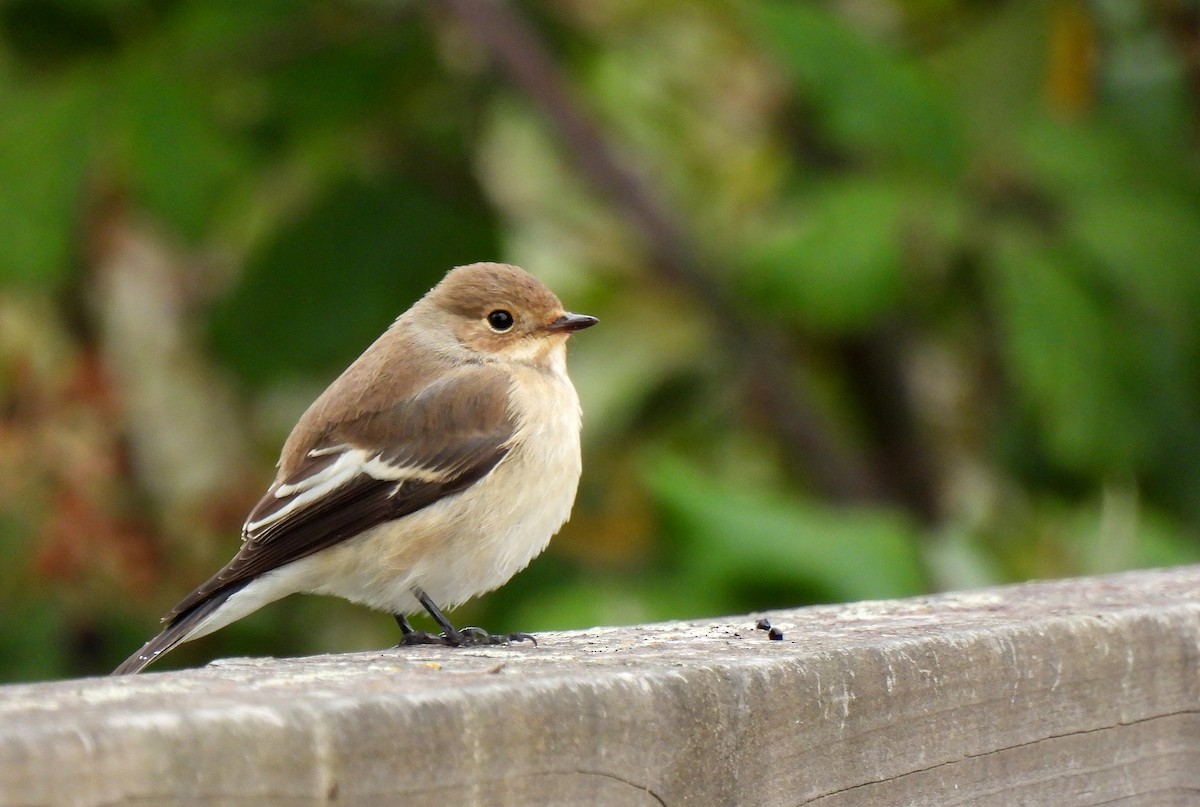 European Pied Flycatcher - ML624119949