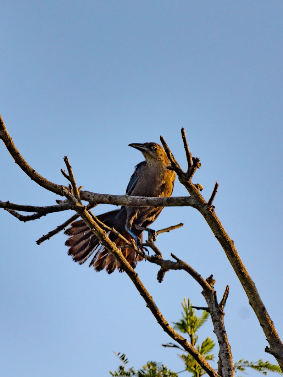 Great-tailed Grackle - ML624119952