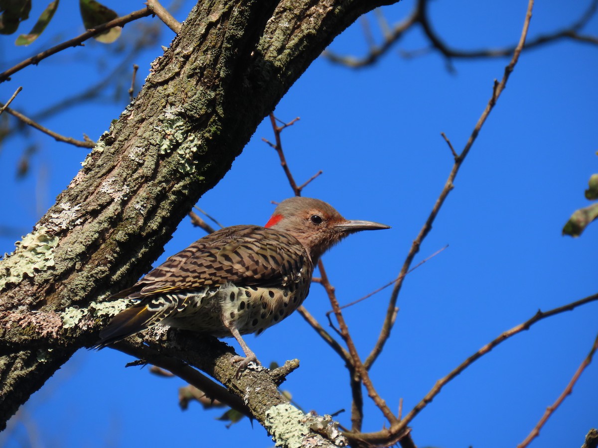 Northern Flicker - ML624119962