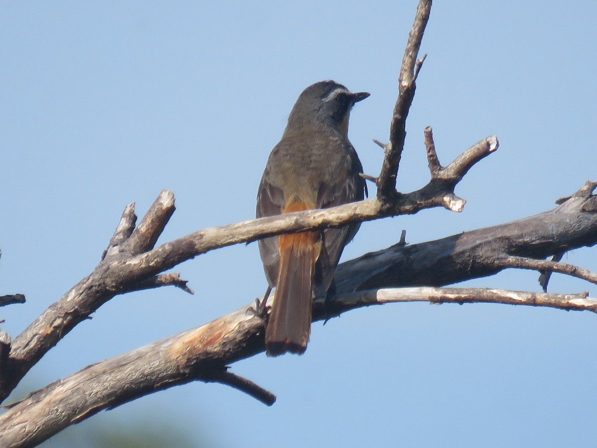 Cape Robin-Chat - ML624119963