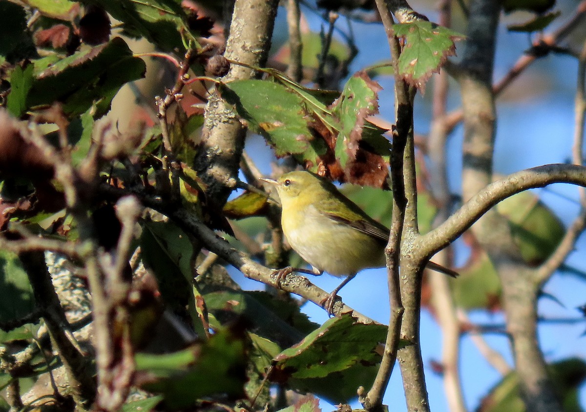 Tennessee Warbler - ML624119980