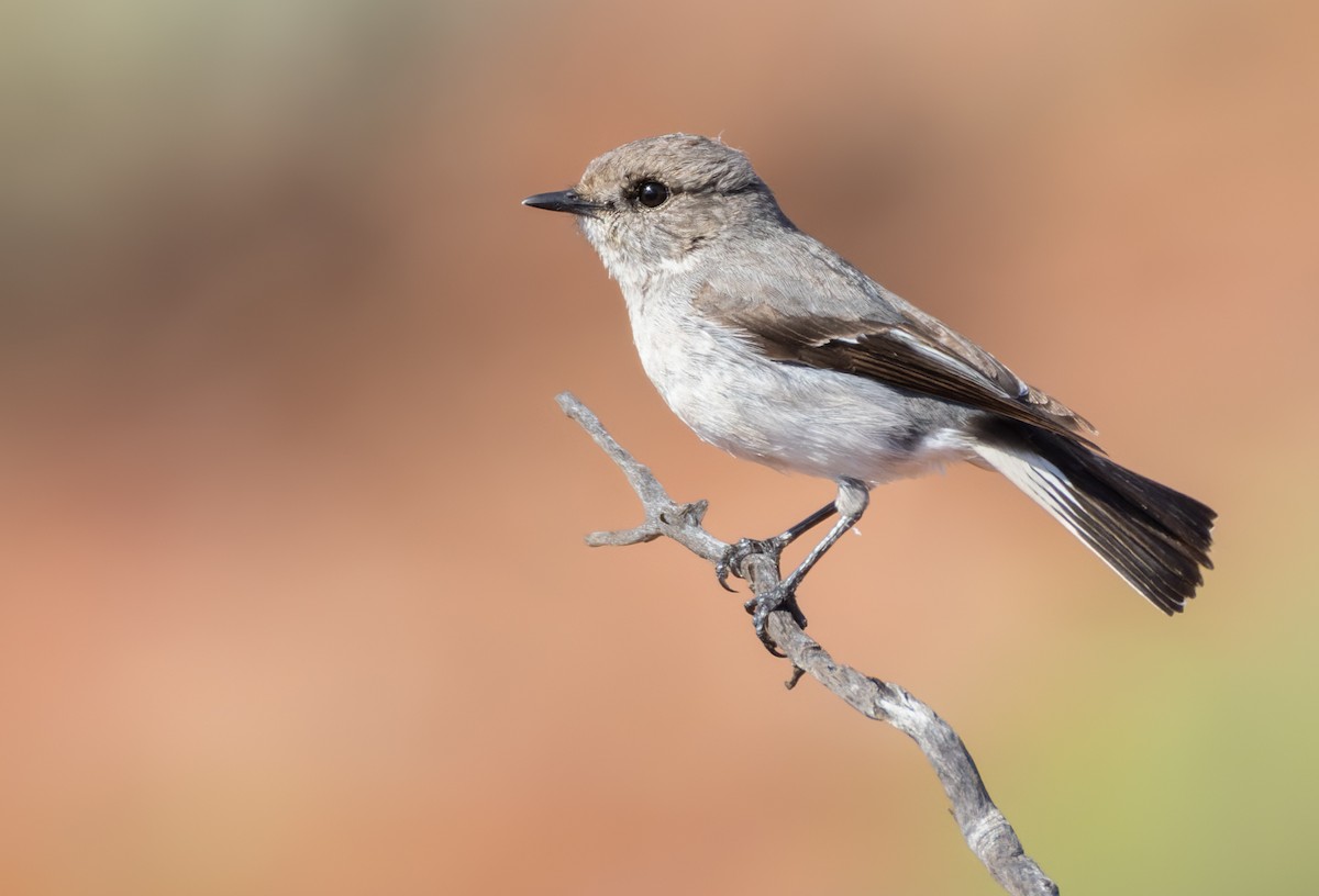 Hooded Robin - ML624119988