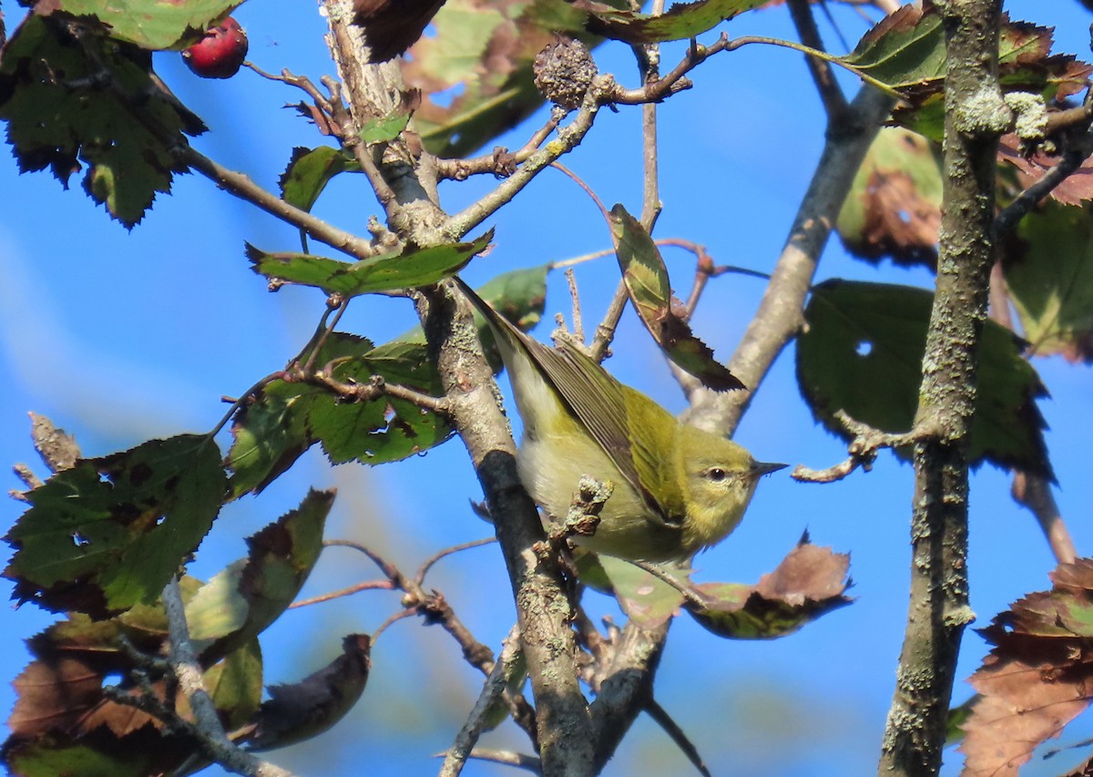 Tennessee Warbler - ML624119989