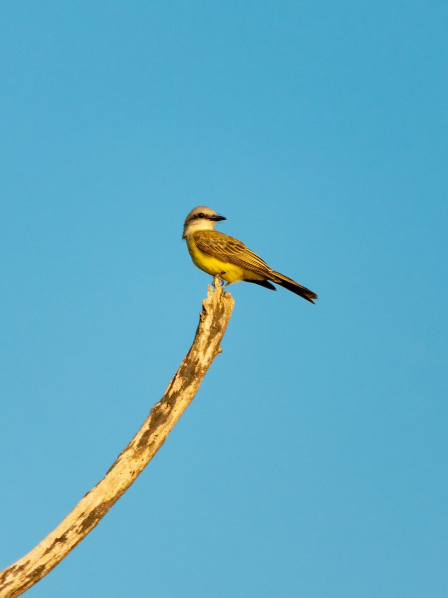 Tropical Kingbird - ML624119990