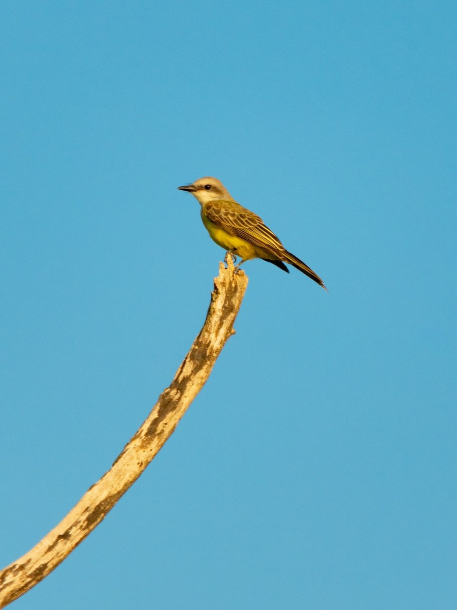 Tropical Kingbird - ML624119991