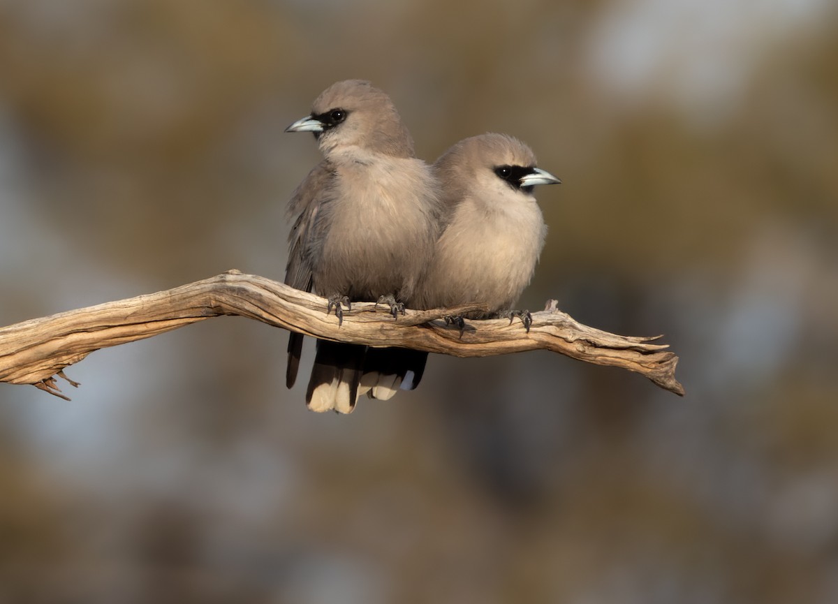 Black-faced Woodswallow - ML624119996