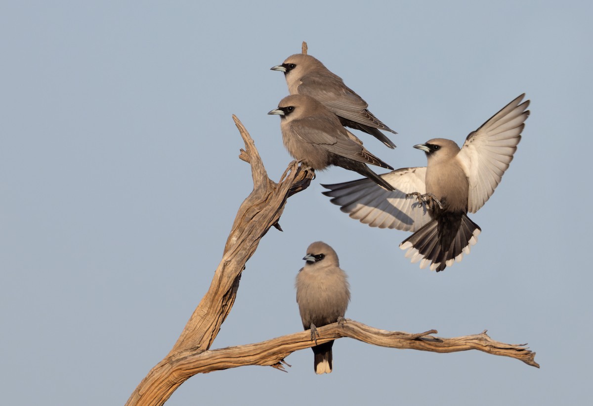 Black-faced Woodswallow - ML624119997