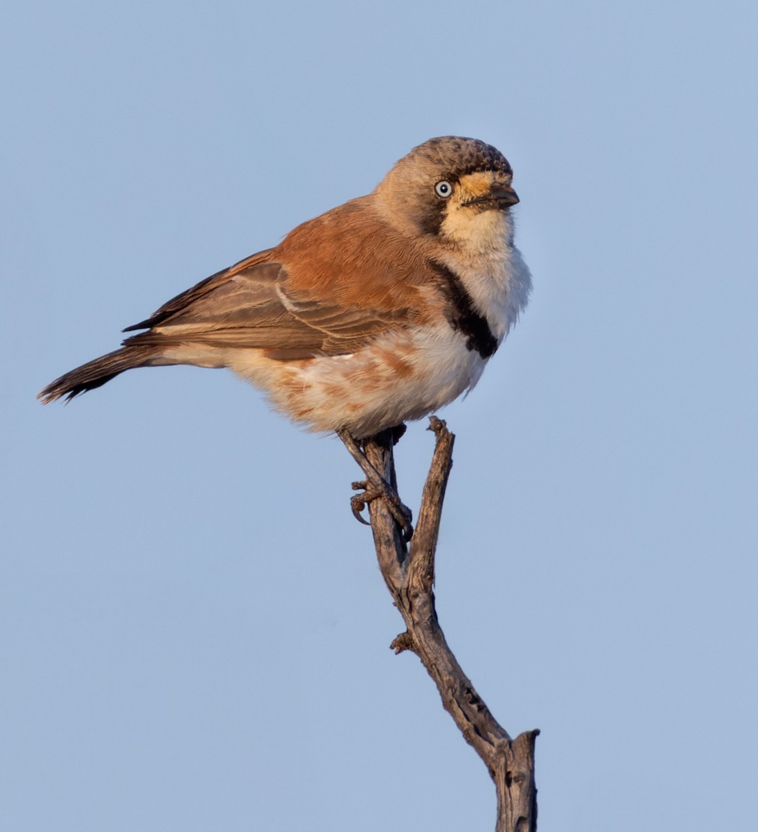 Banded Whiteface - ML624119998