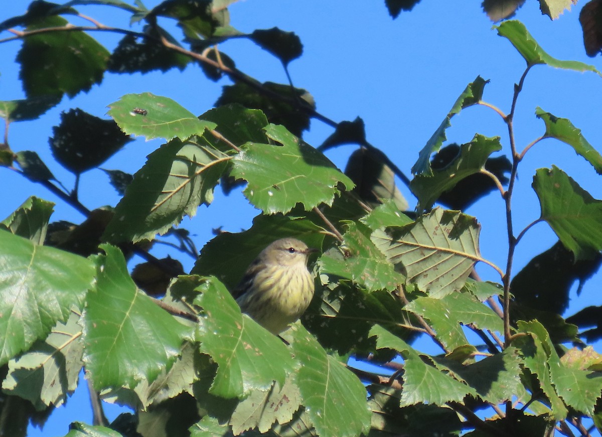 Cape May Warbler - ML624120001