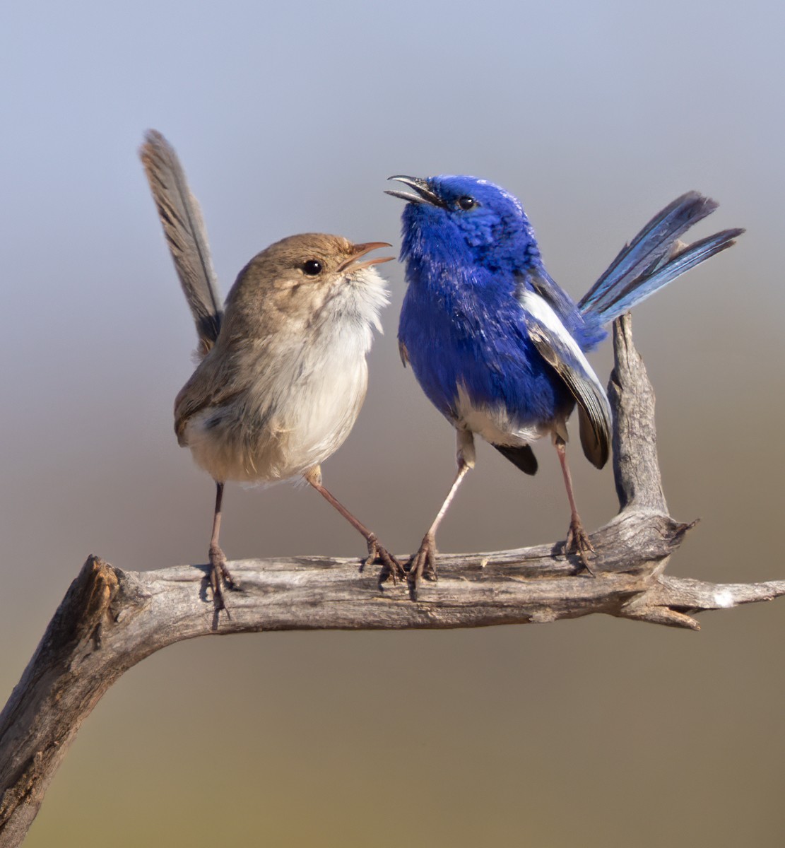 White-winged Fairywren (Blue-and-white) - ML624120009