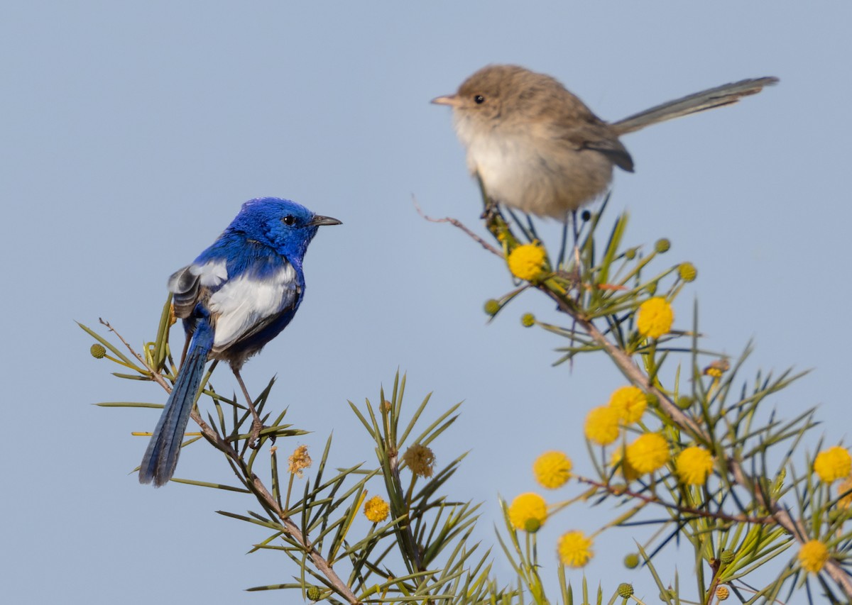 White-winged Fairywren (Blue-and-white) - ML624120010