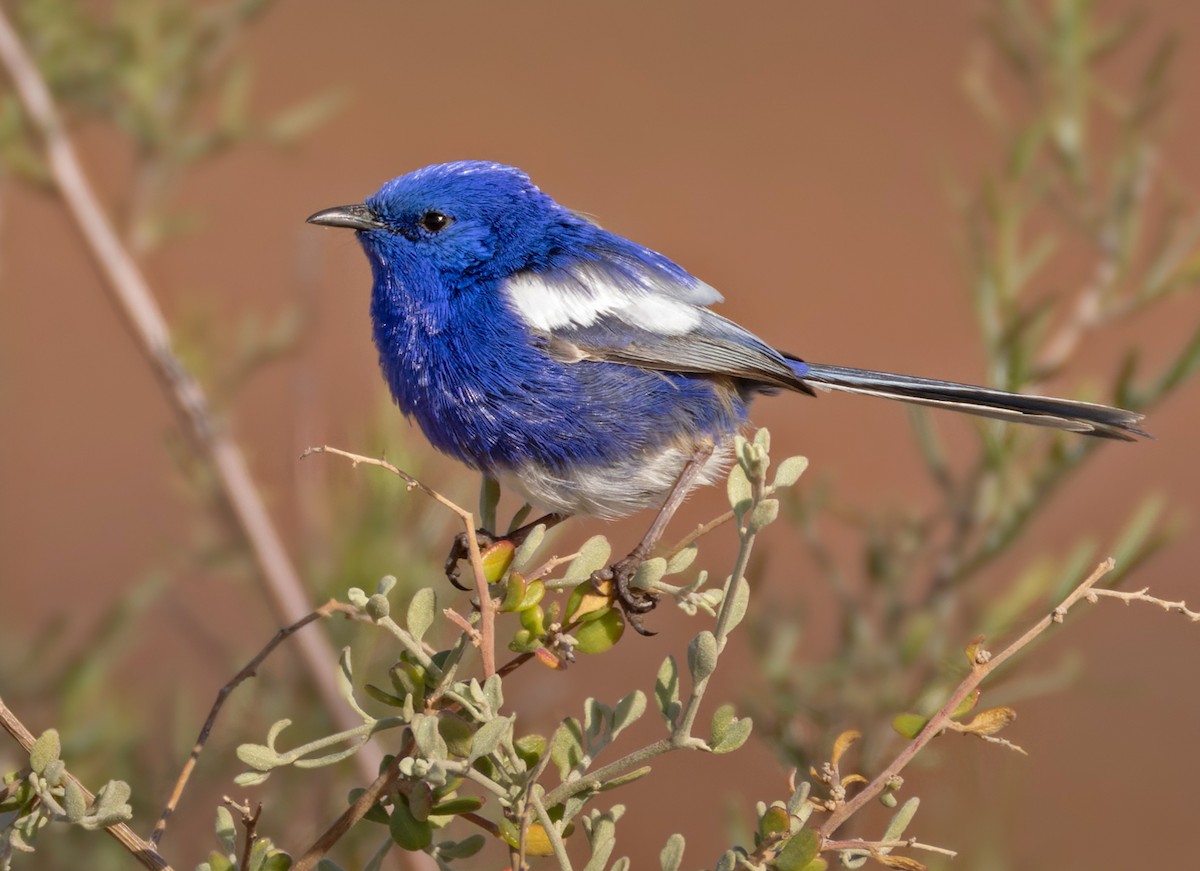 White-winged Fairywren (Blue-and-white) - ML624120012