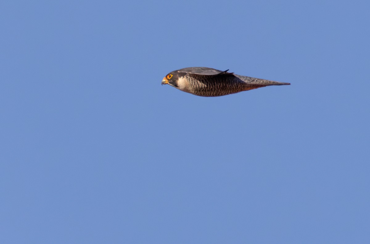 Peregrine Falcon - ML624120014