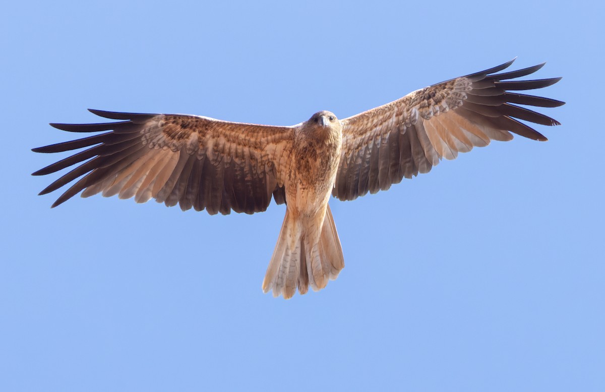 Whistling Kite - Lars Petersson | My World of Bird Photography