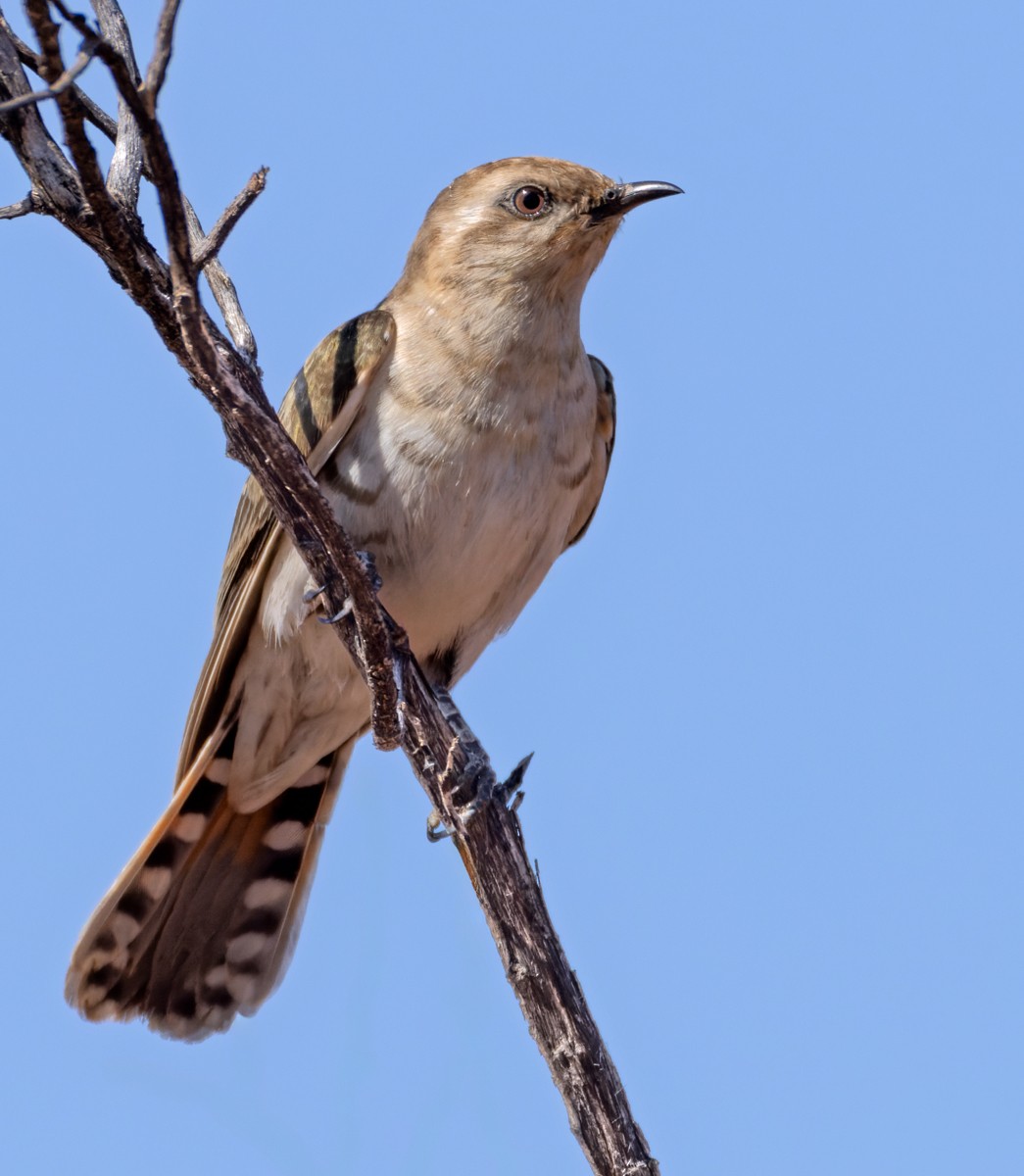 Horsfield's Bronze-Cuckoo - ML624120027