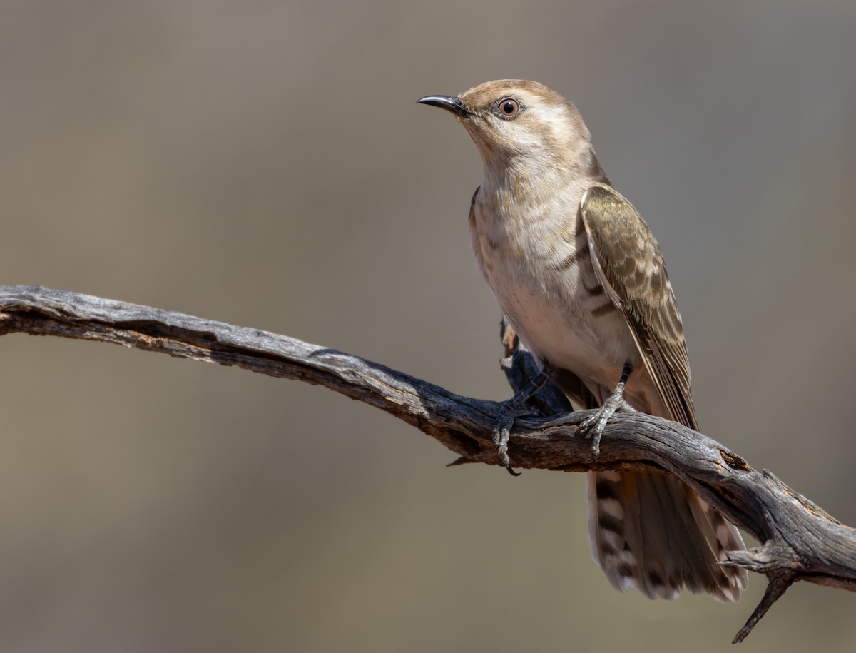 Horsfield's Bronze-Cuckoo - ML624120028