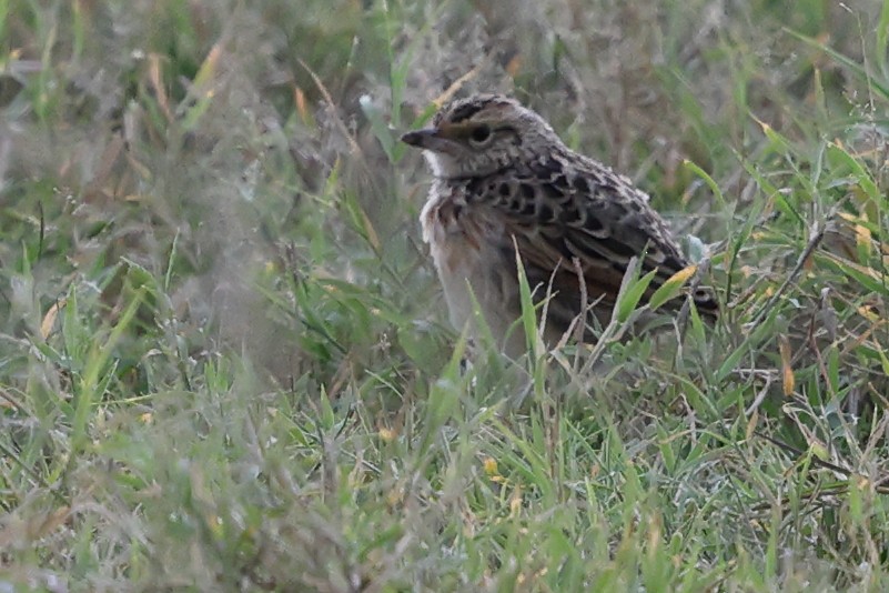 Rufous-naped Lark - ML624120039