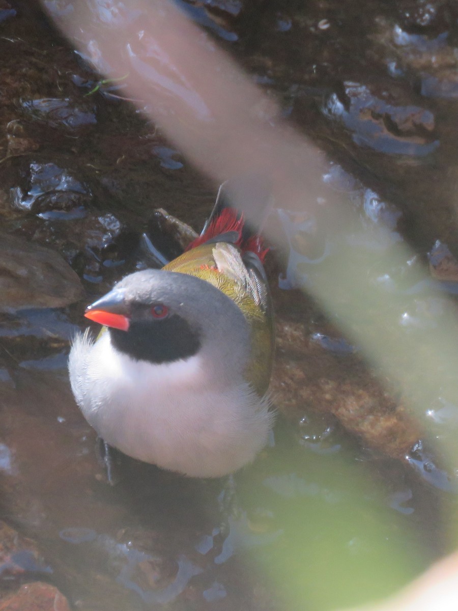 Swee Waxbill - Gareth Bain