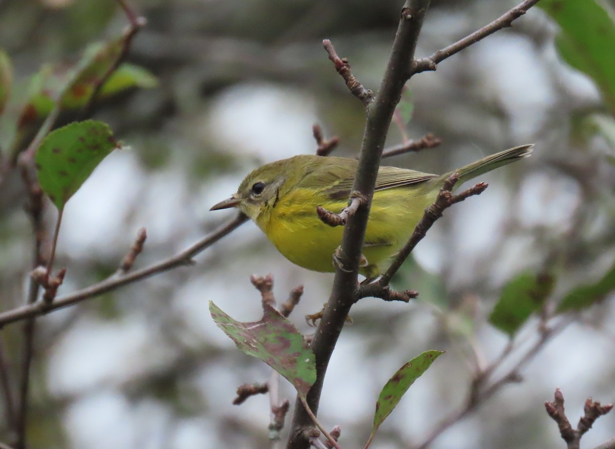 Prairie Warbler - ML624120067