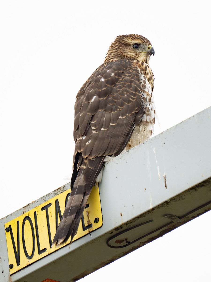 Cooper's Hawk - ML624120086