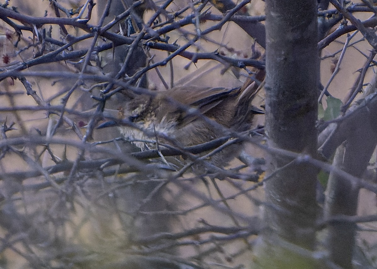 Great Spinetail - ML624120094