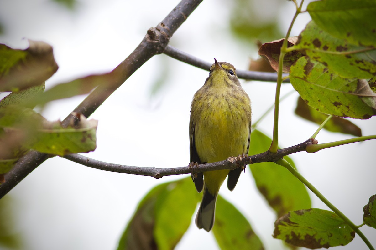 Palm Warbler (Yellow) - George Forsyth