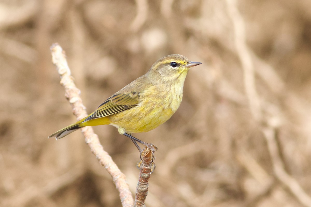 Palm Warbler (Yellow) - ML624120156