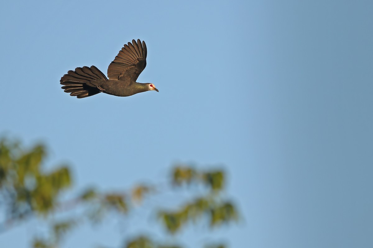 Sula Cuckoo-Dove - ML624120157
