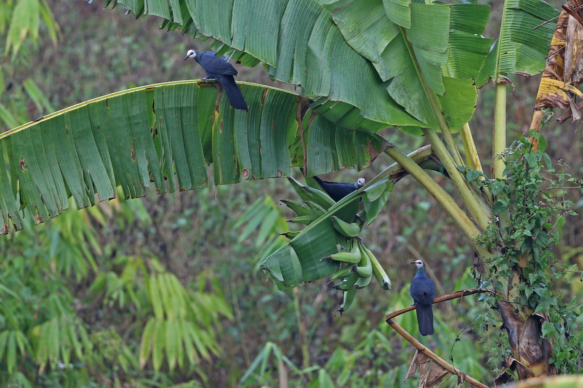 Sula Cuckoo-Dove - ML624120159