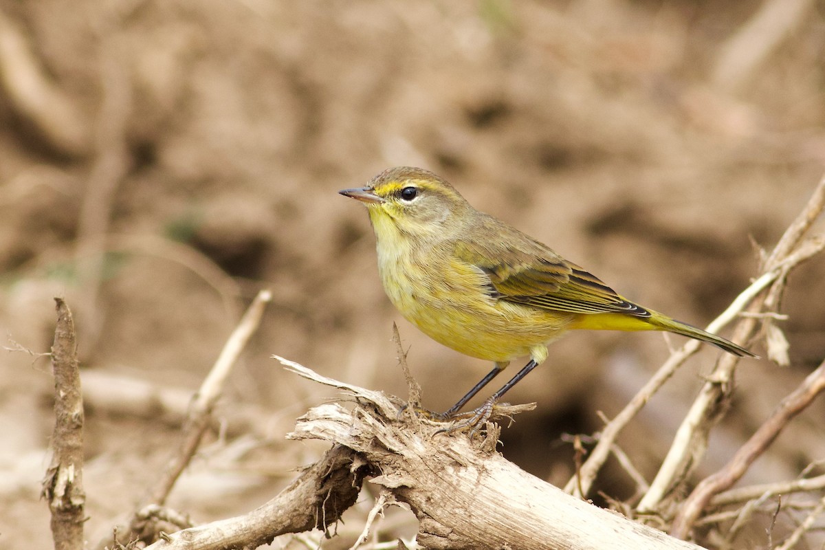 Palm Warbler (Yellow) - ML624120160