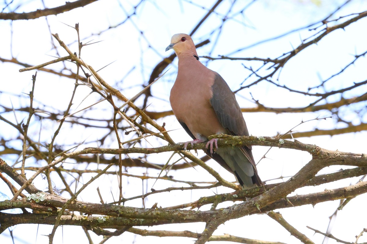 Red-eyed Dove - ML624120177