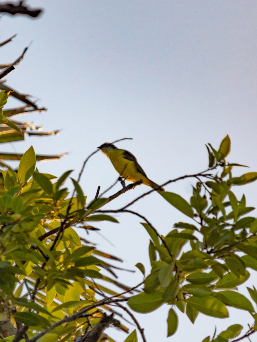 Social Flycatcher - ML624120196