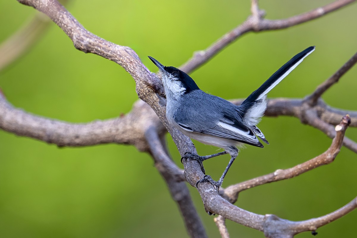 Marañon Gnatcatcher - Su Li