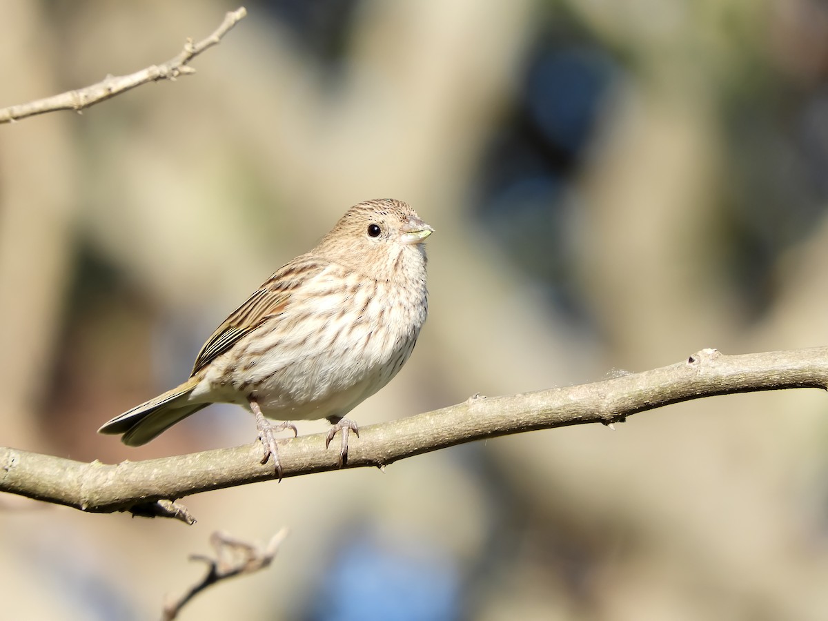 Saffron Finch - ML624120269