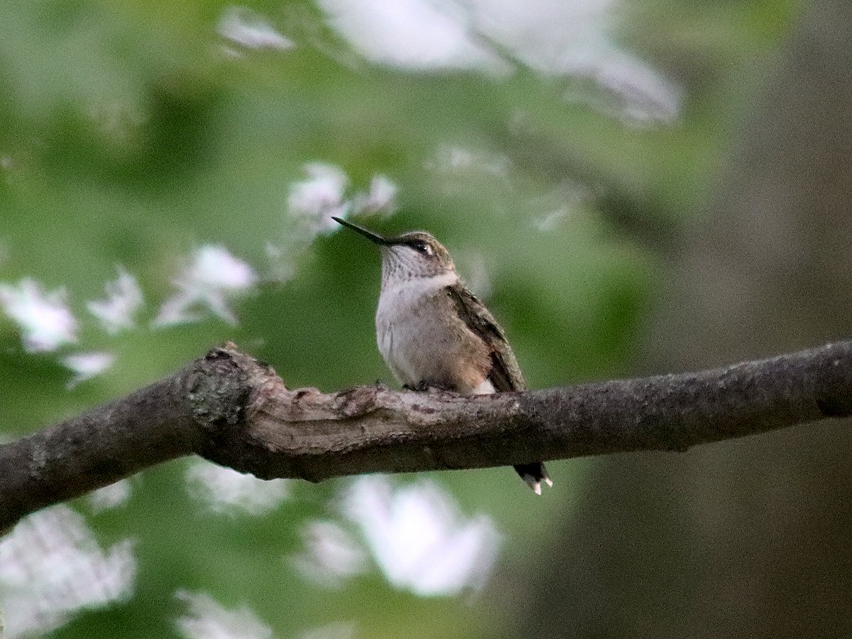 Ruby-throated Hummingbird - ML624120278