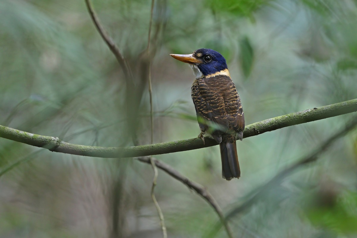 Scaly-breasted Kingfisher - James Eaton