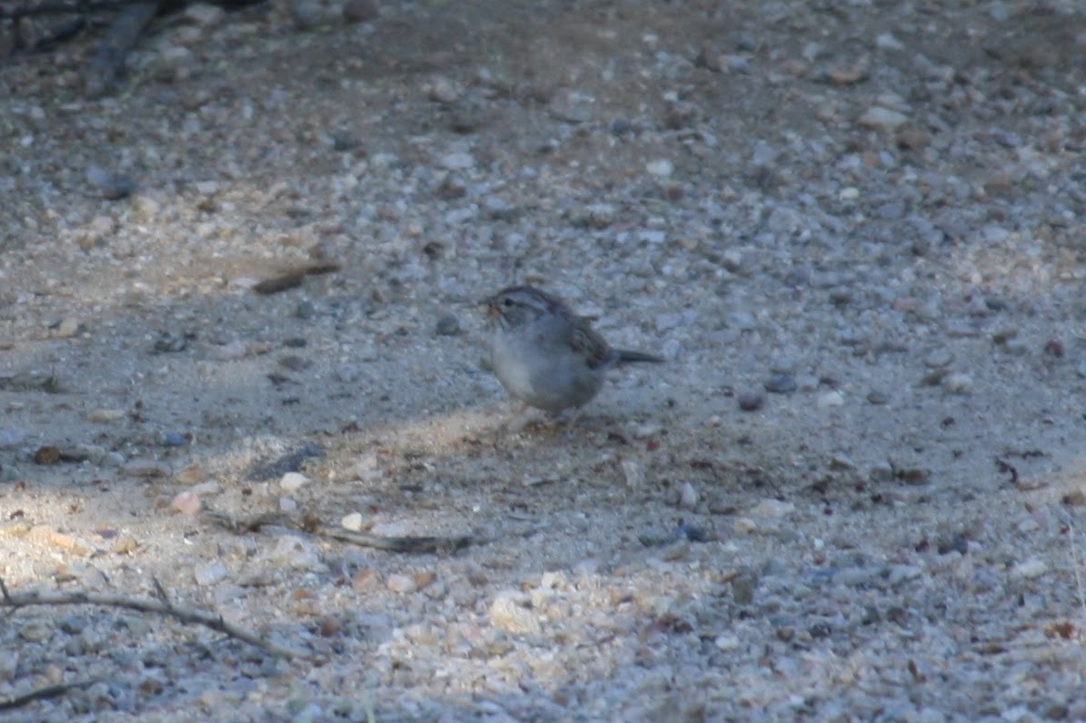 Rufous-winged Sparrow - Isaiah McCourt