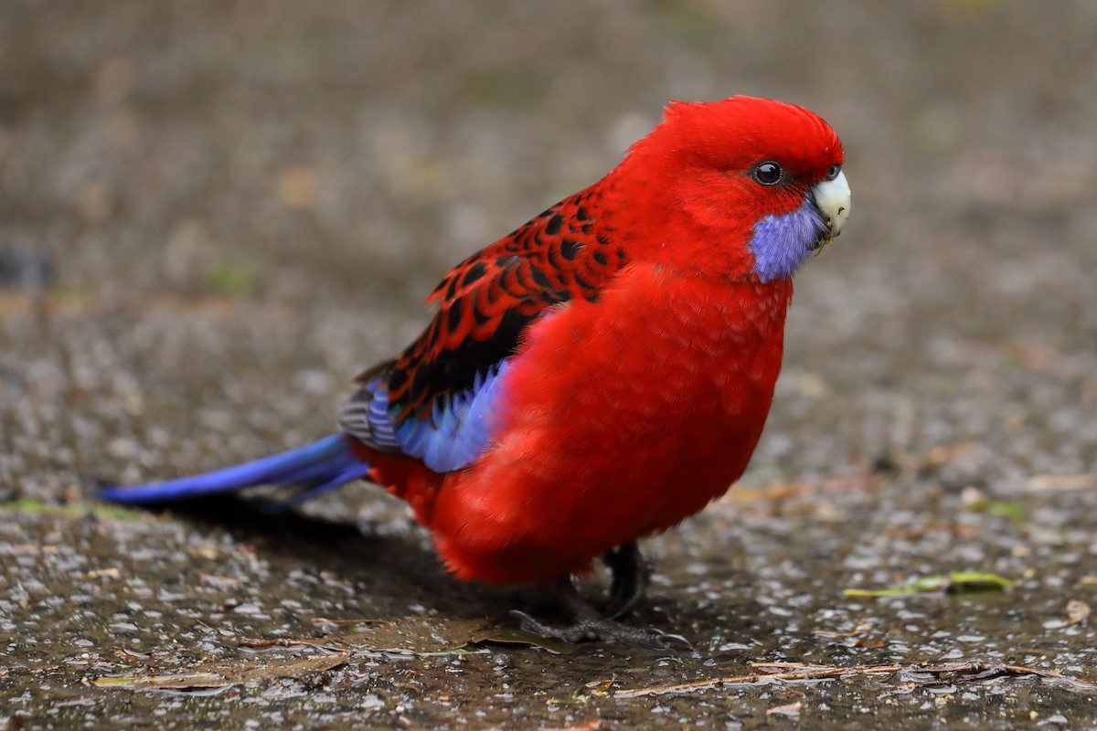 Синещёкая розелла - ML624120374